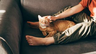 Ginger cat sleeping in between a boy&#039;s legs while he strokes them