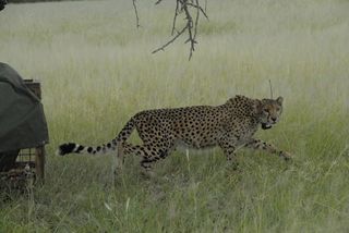 cheetah-saved-110427-02