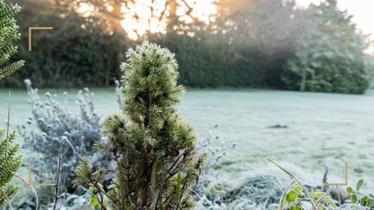 Frosty winter garden to support an expert guide on how to protect plants from frost