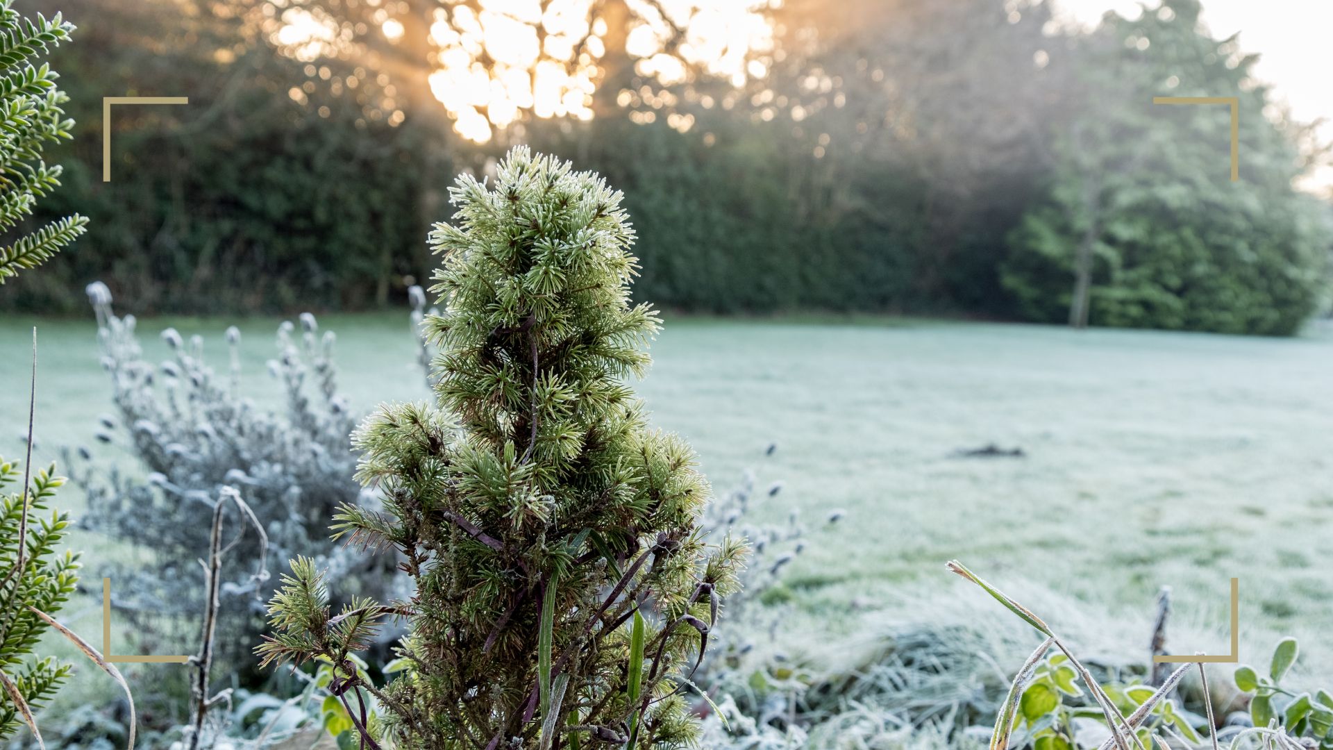 8 expert tips on how to protect plants from frost in winter Woman & Home