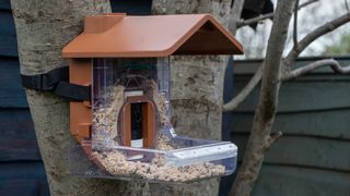 Wasserstein Bird Feeder Camera Case mounted on a tree with strap and blue shed in background