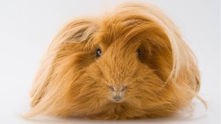 sheltie guinea pig