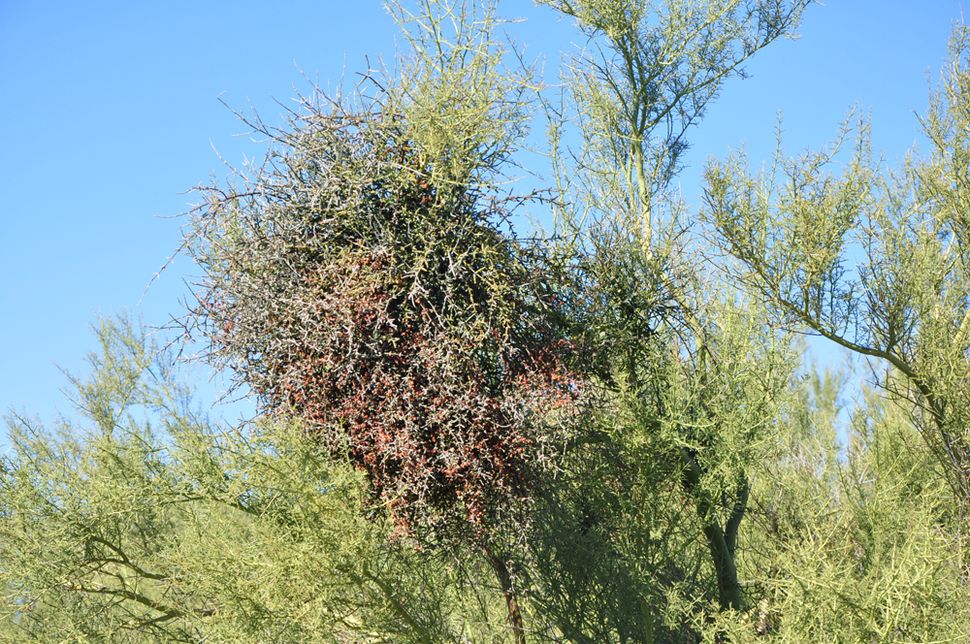 Desert Mistletoe: Photos Of 'Tree Thieves' In The American Southwest ...