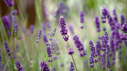 how to take lavender cuttings