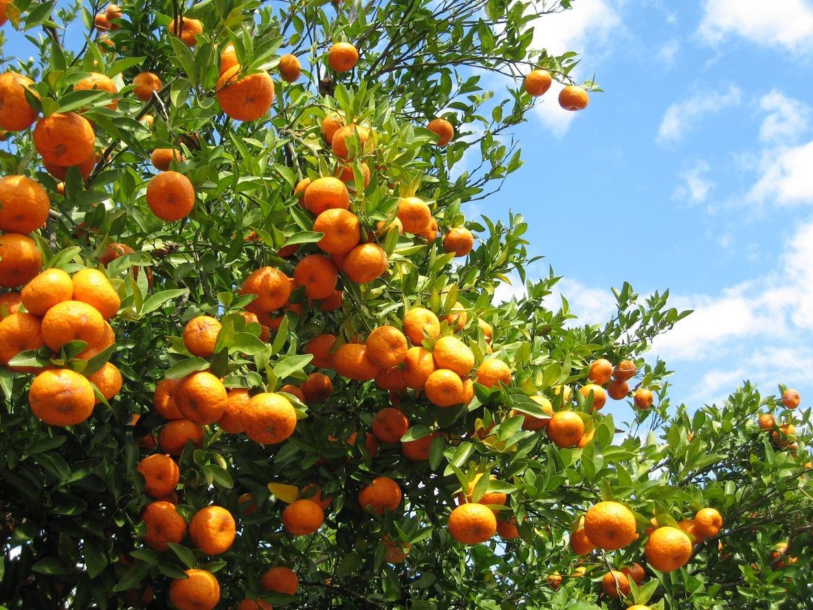 Can You Grow Citrus In Zone 8 Learn About Citrus Trees For Zone 8 Gardens Gardening Know How