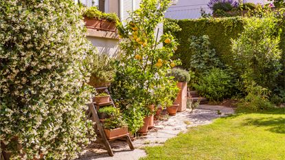 Potted plants in front of a house, including a lemon tree