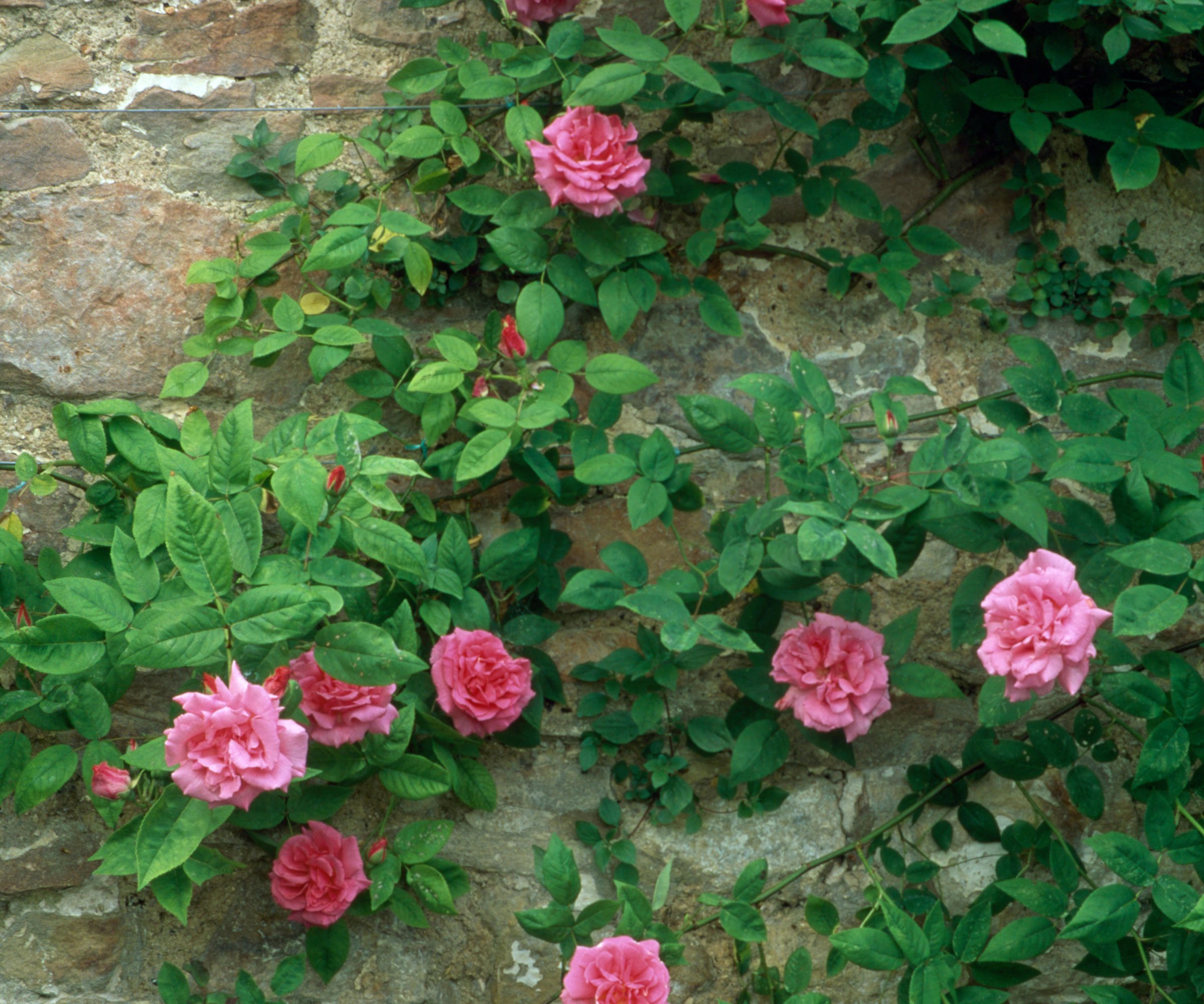 pink 'Zephirine Drouhin' climbing rose on a wall
