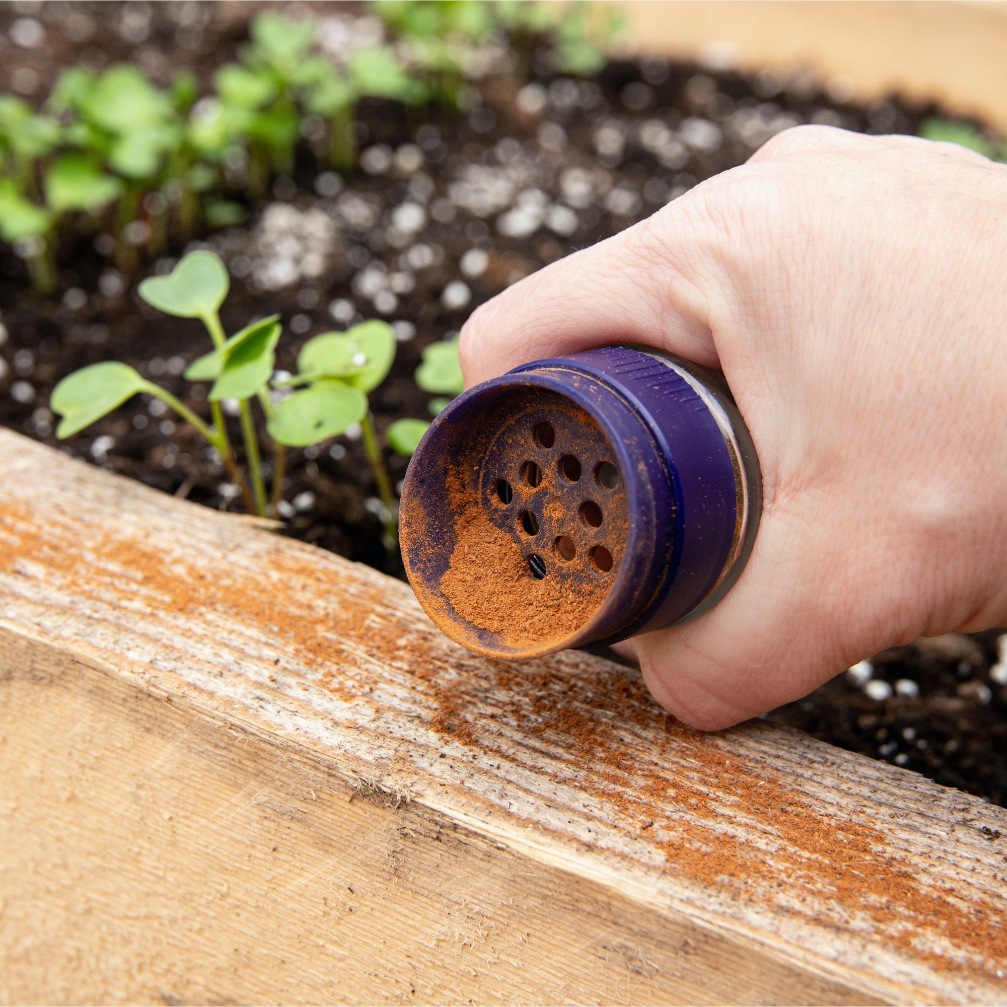 Cinnamon powder on raised wooden plant bed
