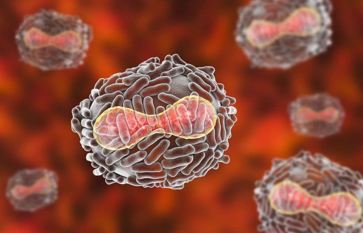 The variola virus (illustrated here) causes the highly contagious smallpox infection, which was declared eradicated in 1980.