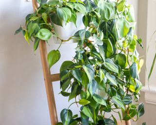 Trailing philodendron plant