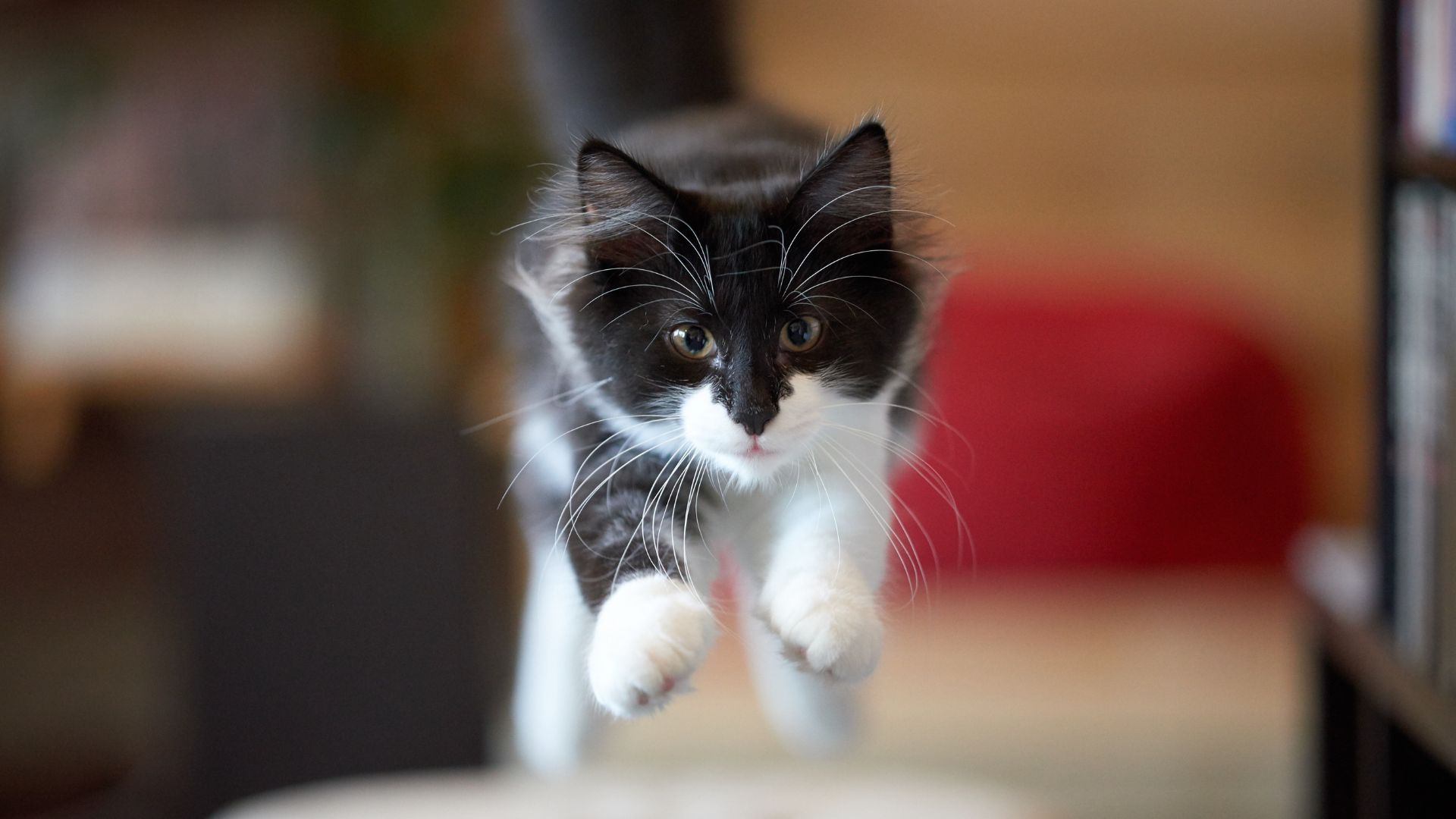 Black and white Norwegian Forest cat running along a corridor