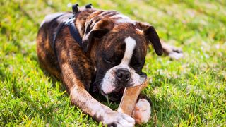 Boxer dog with chew toy on grass