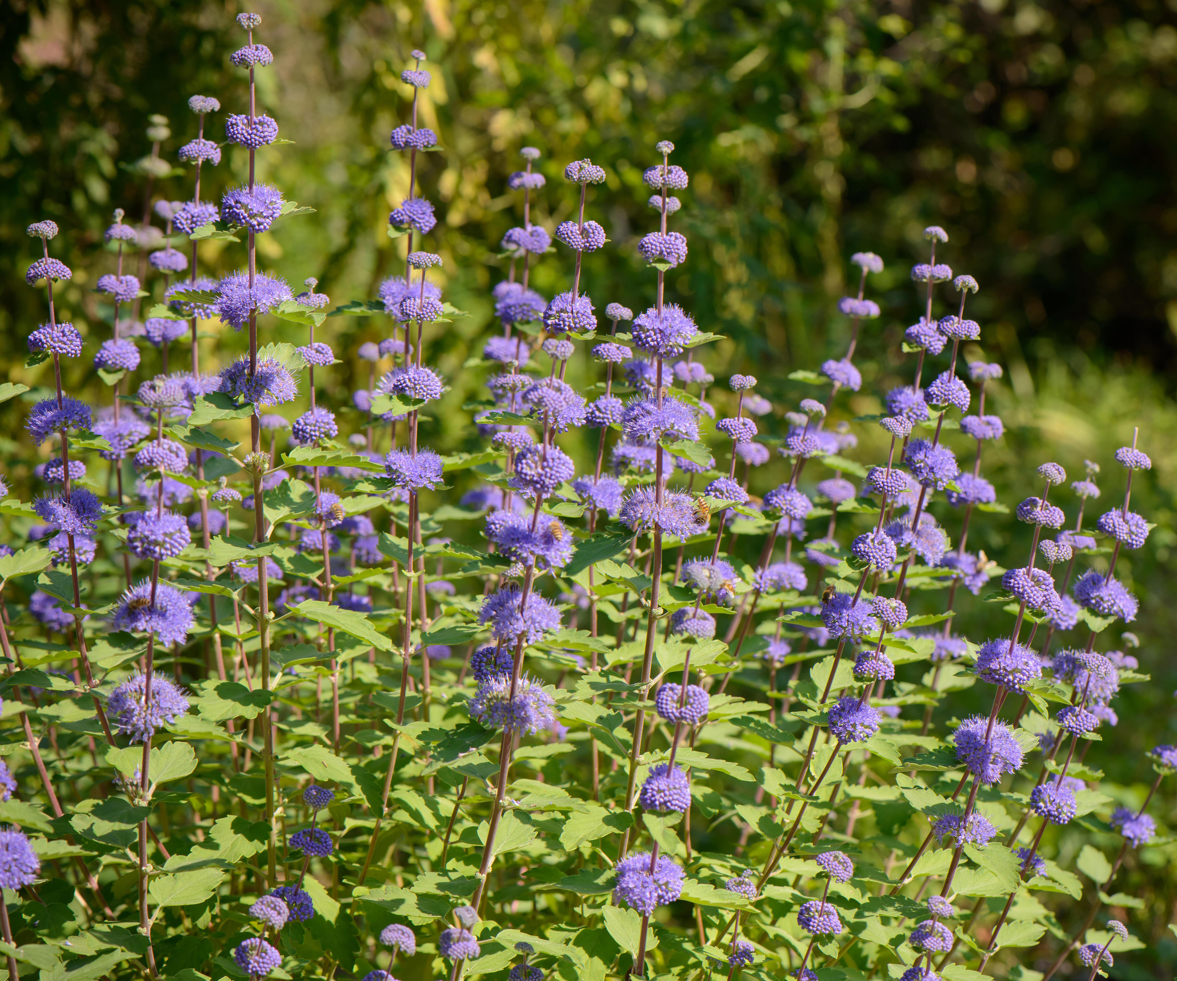 close up on Caryopteris plants with purple flowers