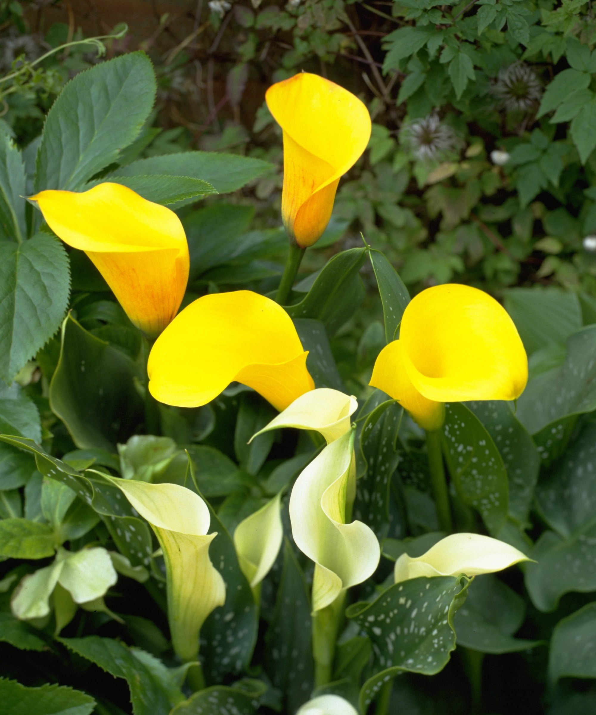 Yellow and white calla lily flowers