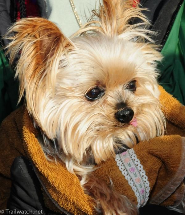 Dog of the day