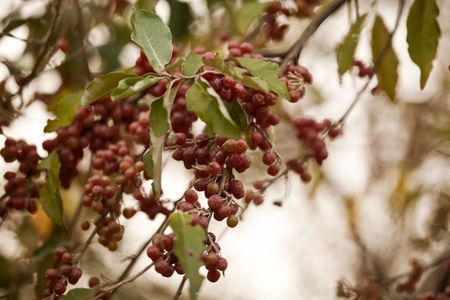 Elaeagnus Shrubs Full Of Russian Olives