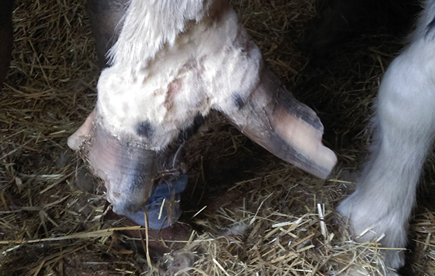 Trooperhoof-prior-to-trim-photo.jpg