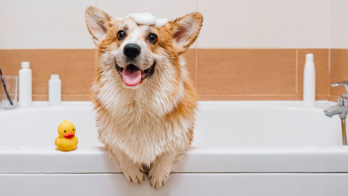 How to give a dog a bath A vet’s guide PetsRadar