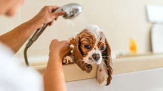 Owner washing Spaniel dog in the bath tub