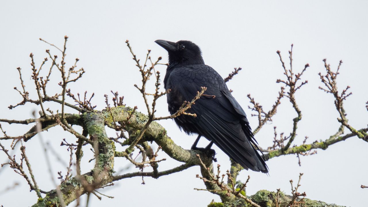 A wildlife photo taken on an OM System OM-1 Mark II mirrorless Micro Four Thirds camera