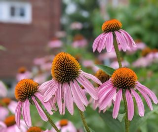 Pink petalled flowers with a coneheaded centre