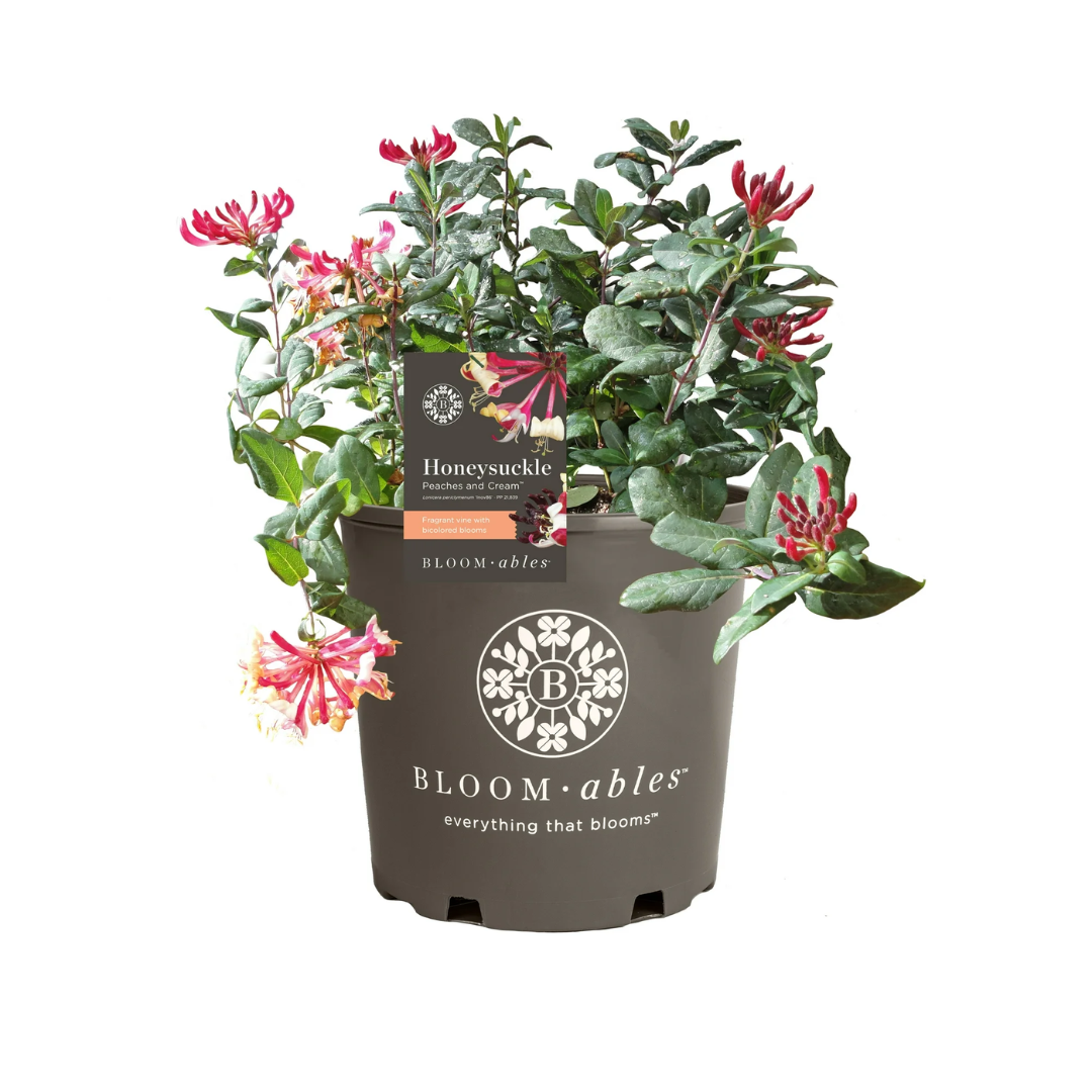 Bloomables® 2.25 gal Peaches and Cream ™ Honeysuckle
