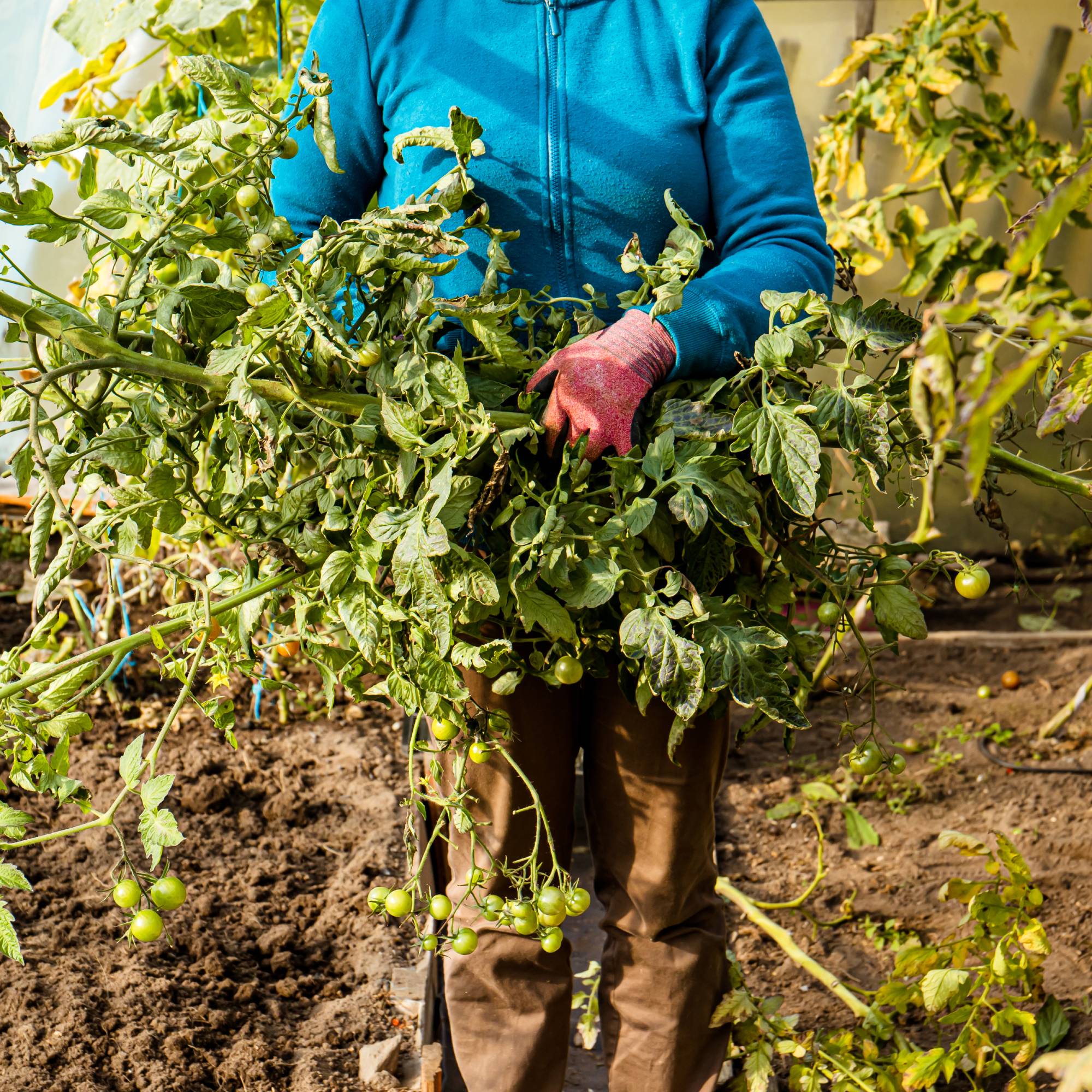Gardener clearing tomato vines