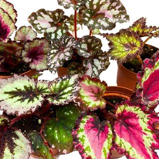 Harmony's Begonia Rex Assortment, 4 Inch 5 Different Colorful Rex Begonias