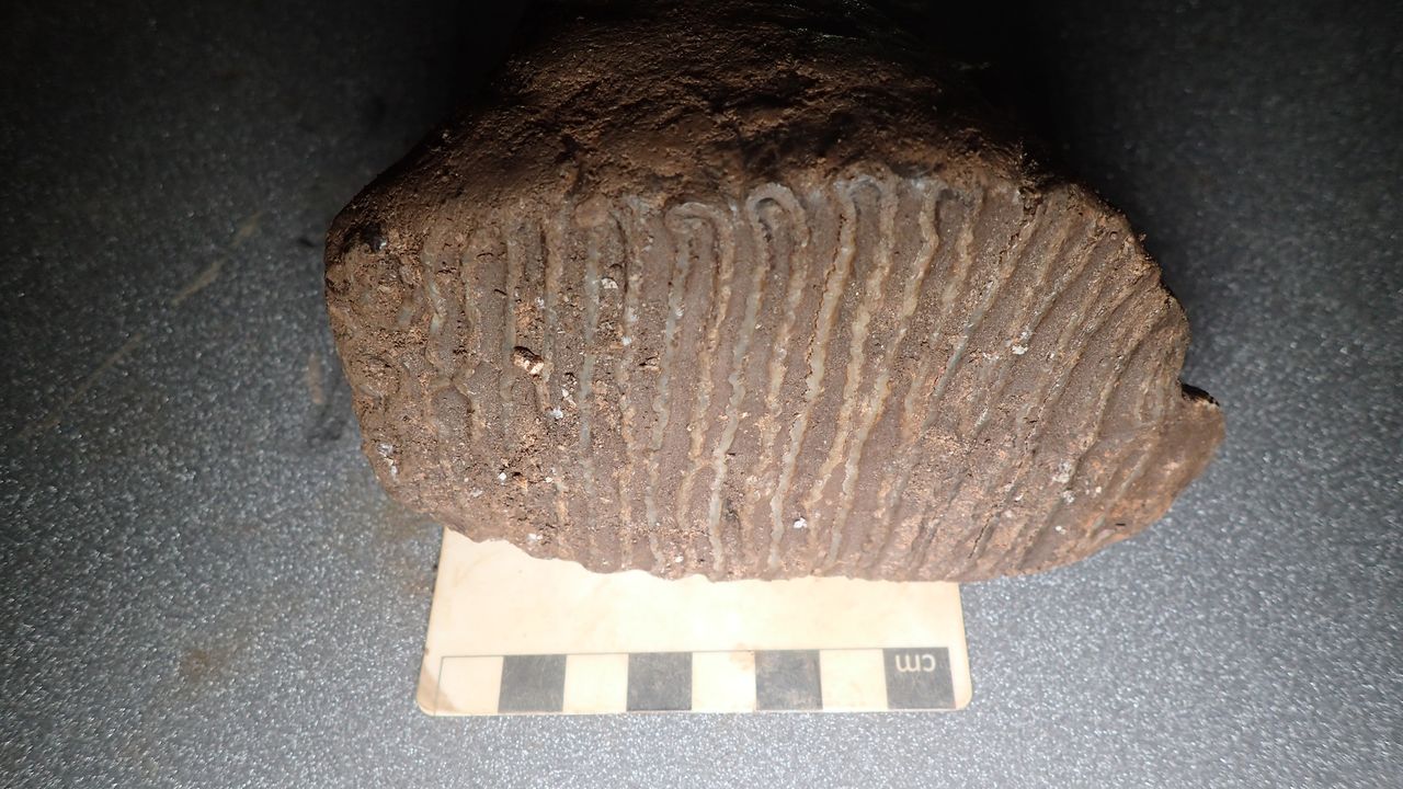 A large brown flat tooth