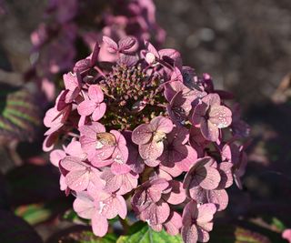 'Little Quick Fire' hydrangea with lilac blooms in summer