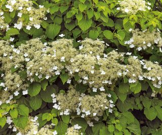 Flowering climbing hydrangea (Hydrangea petiolaris)