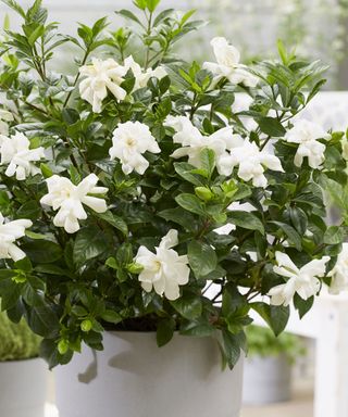 white gardenia houseplant in bloom