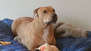 Scooby the rescued fighting dog