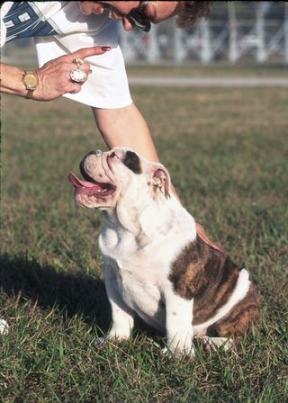 English bulldog in training