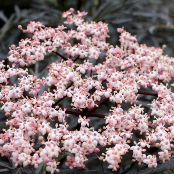 Laced Up® Elderberry