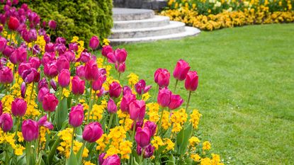 spring lawn care tips: pink tulips