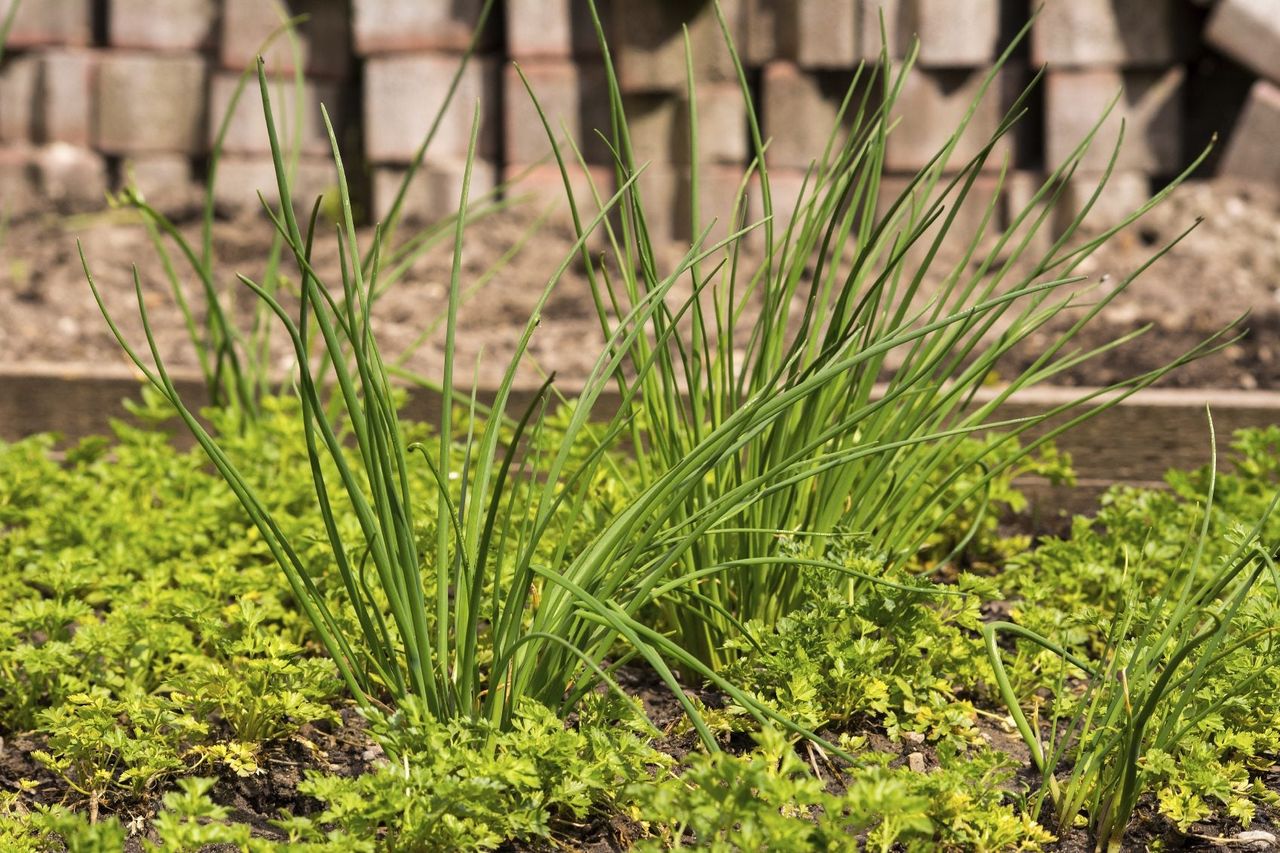 Parsley Plant With Companion Plants In The Garden