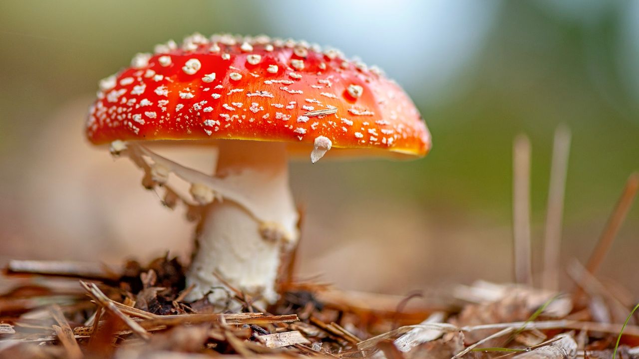 Amanita muscaria mushroom.