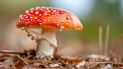 Amanita muscaria mushroom.