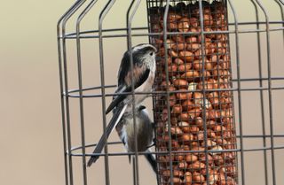 birds eating from a caged bird feeder