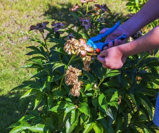 Hands deadheading a peony with pruners