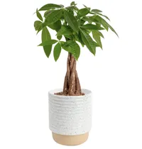 Costa Farms  Money Tree