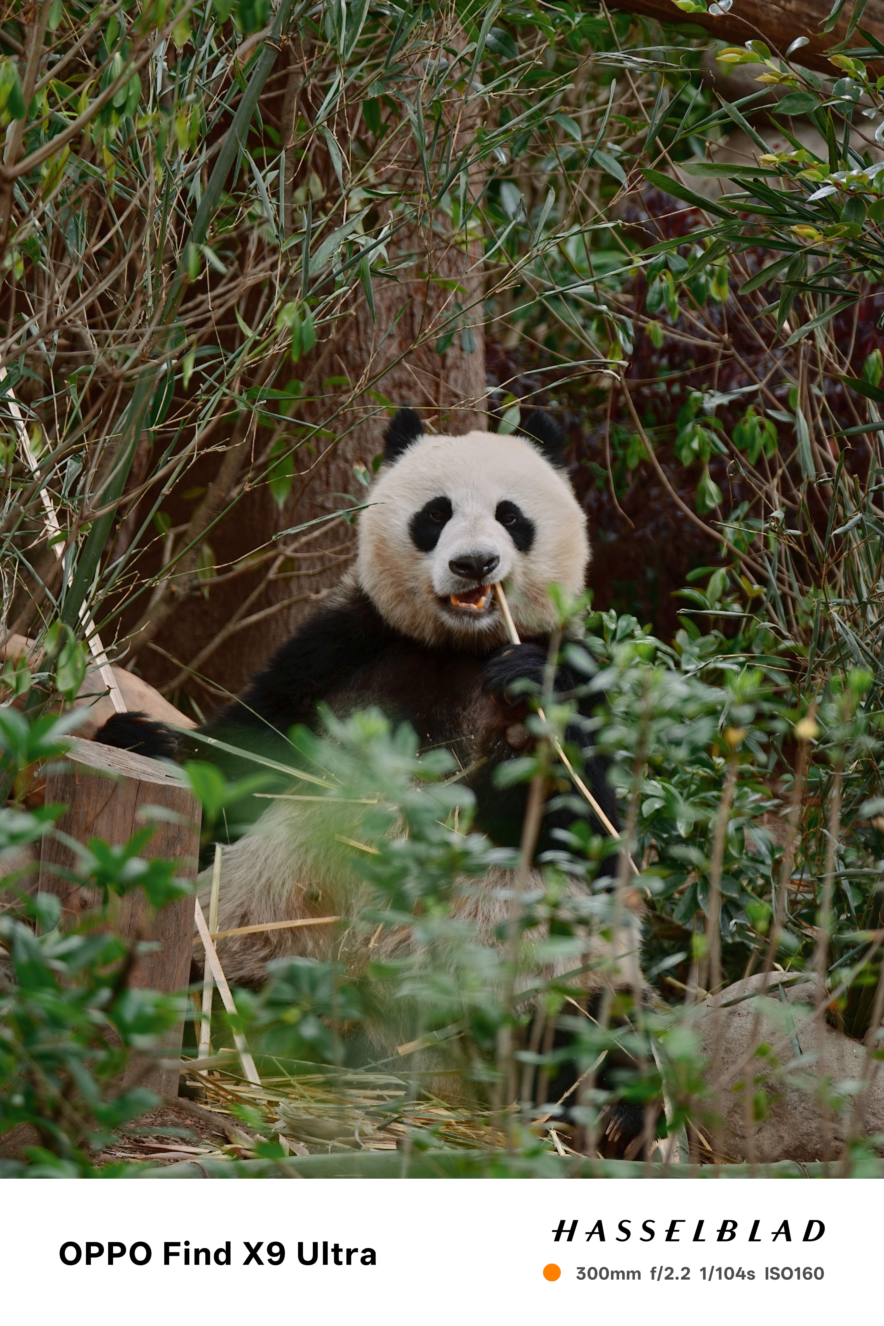 Giant panda sitting among bamboo and foliage, chewing on a stalk in a leafy enclosure