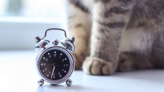 Image of cats paws stood beside alarm clock
