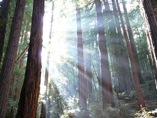 Muir Woods, a redwood forest in California.