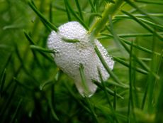 The bubbly nest of a spittlebug among needle-like plant leaves.