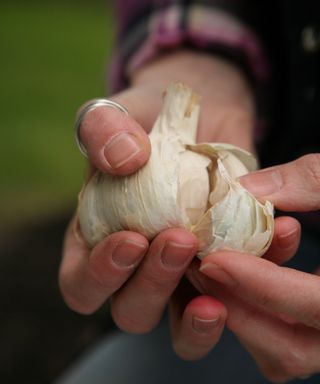 An elephant garlic bulb being separated into cloves