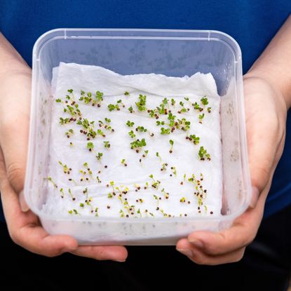 Germinating seeds on paper towel in plastic container