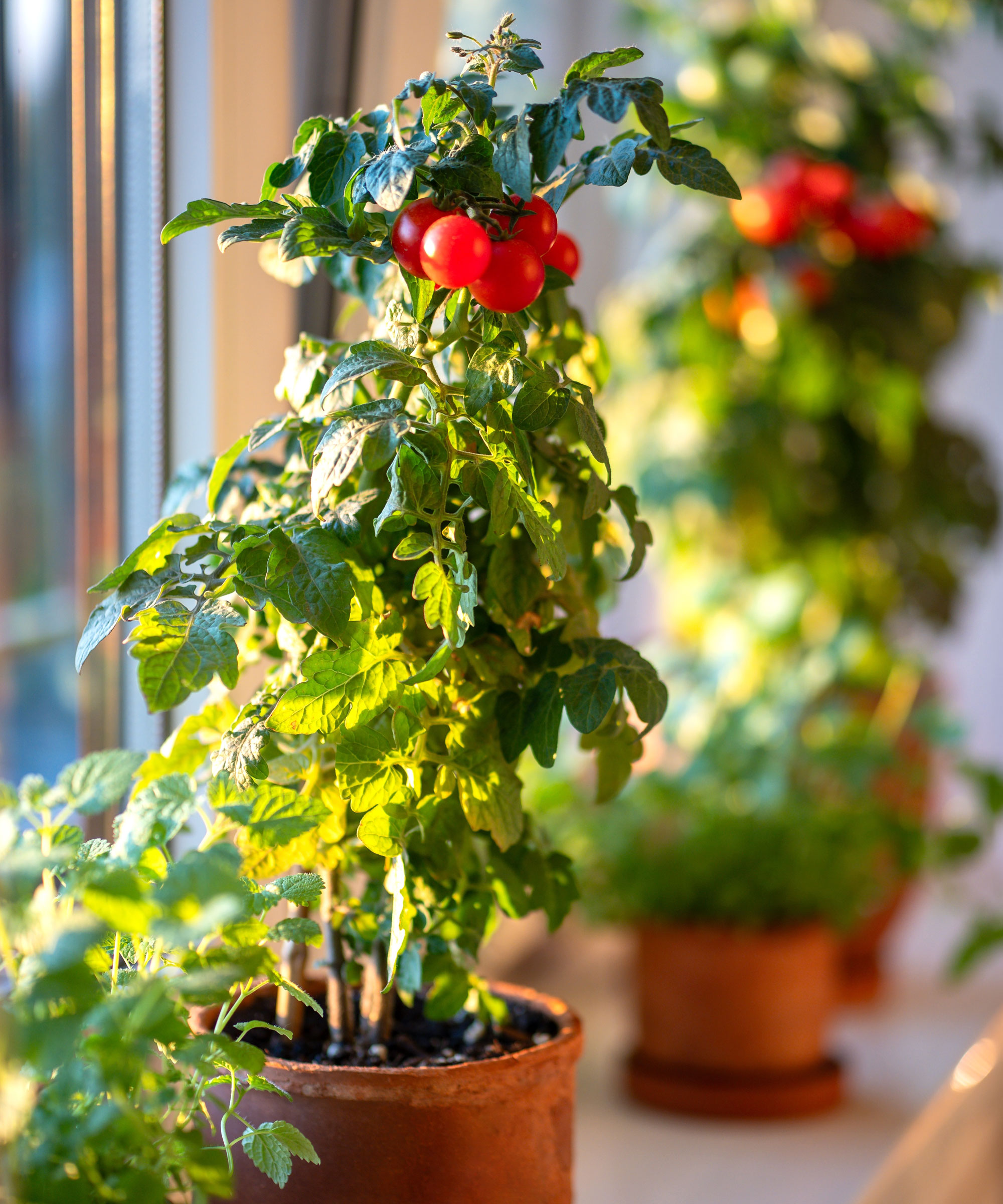 container tomatoes growing on windowsill near lemon balm plant