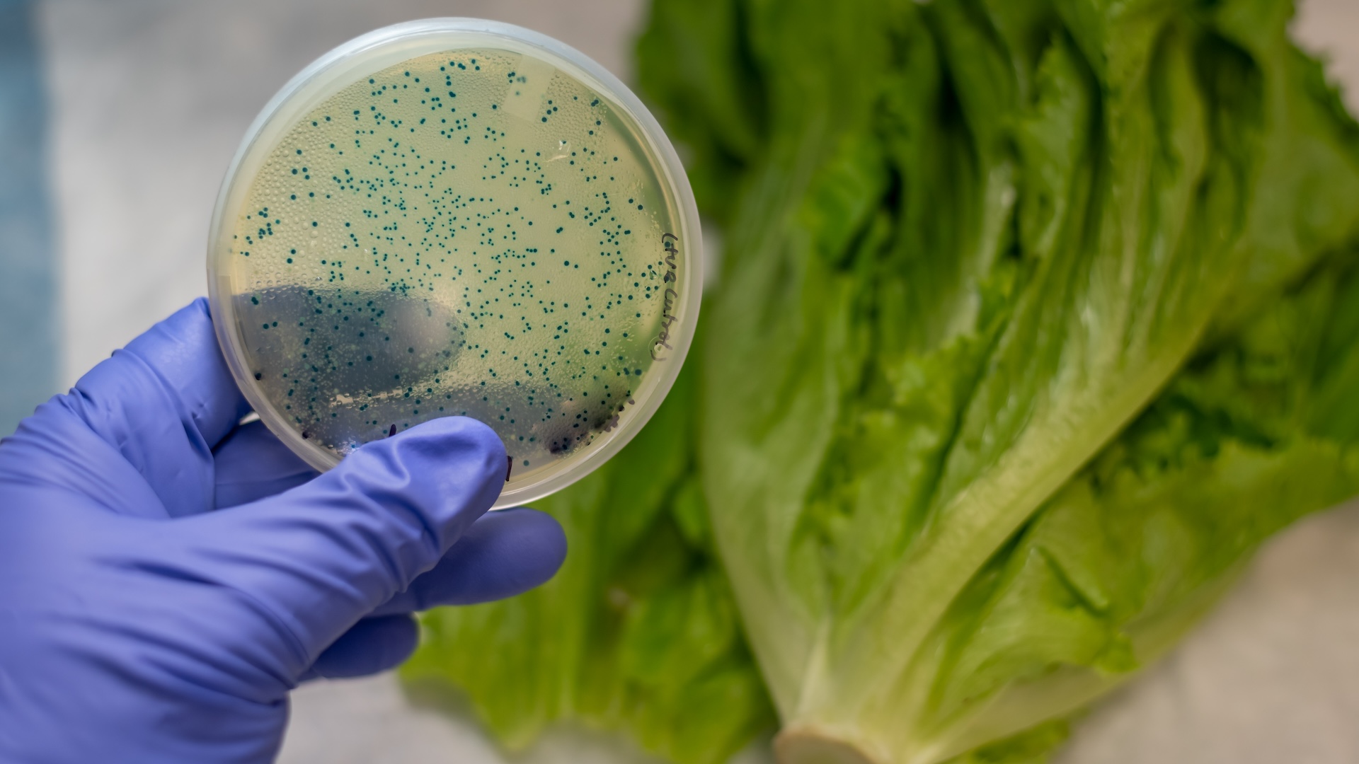 How does E. coli get into food?